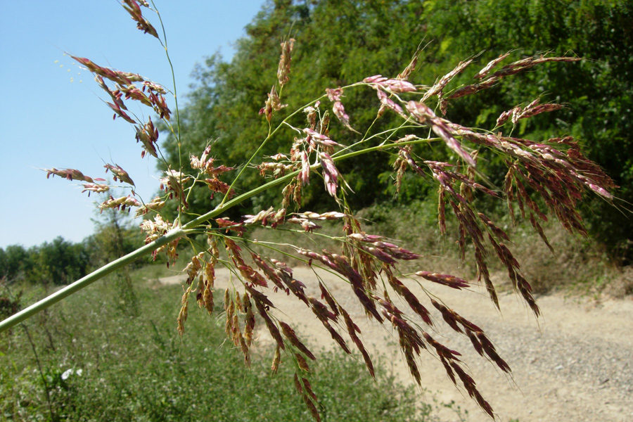 Chrysopogon gryllus? no, Sorghum halepense